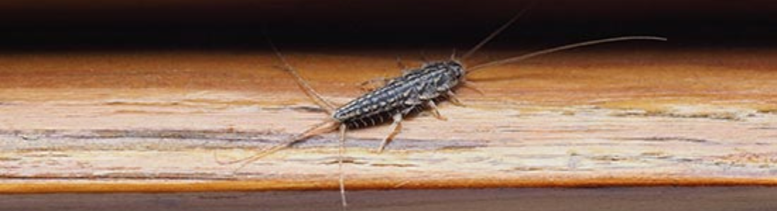 Dedetização de Traças em São Paulo 24 HORAS